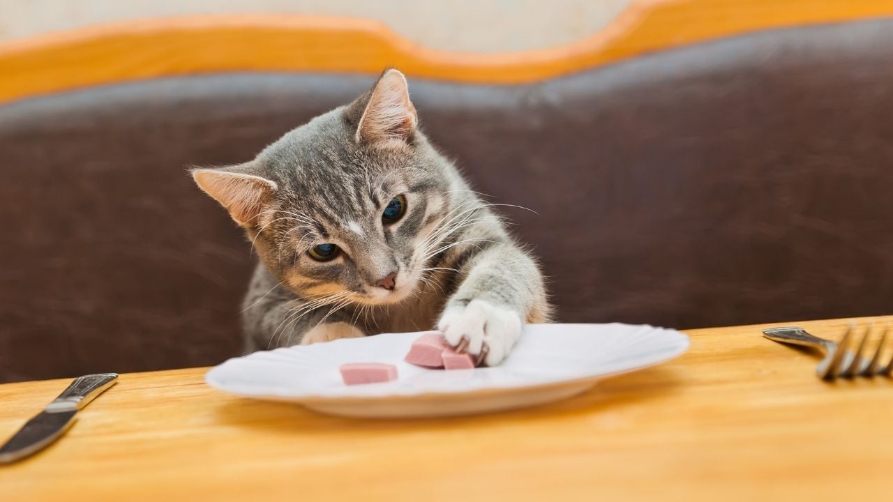 tekir kedi salam yiyor