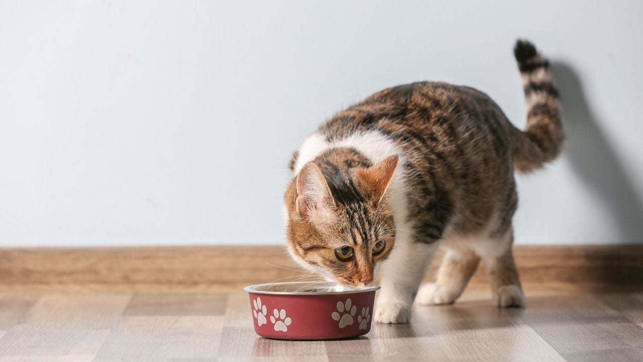 kedi mama kabından bir şeyler yiyor