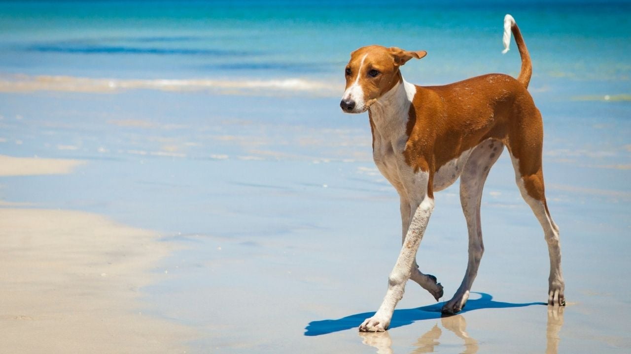 nadir köpek cinslerinden Azawakh