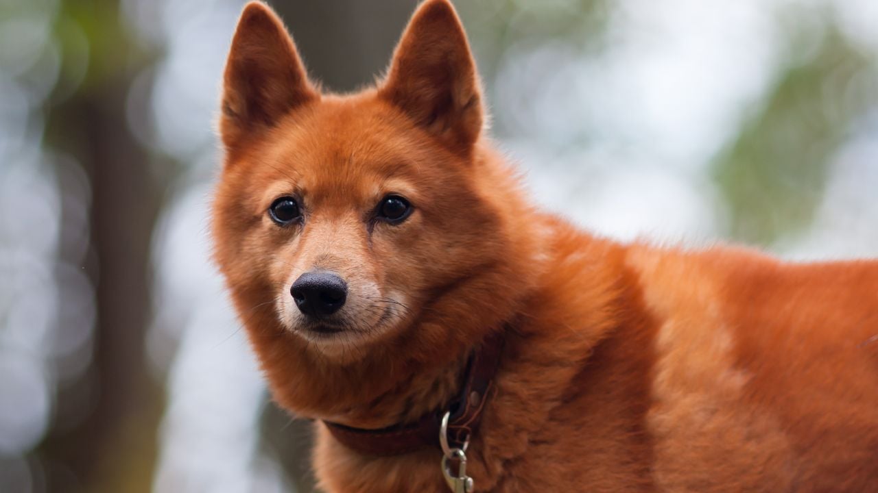 Fin Spitz