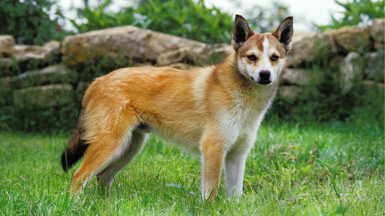 Norveç Lundehund