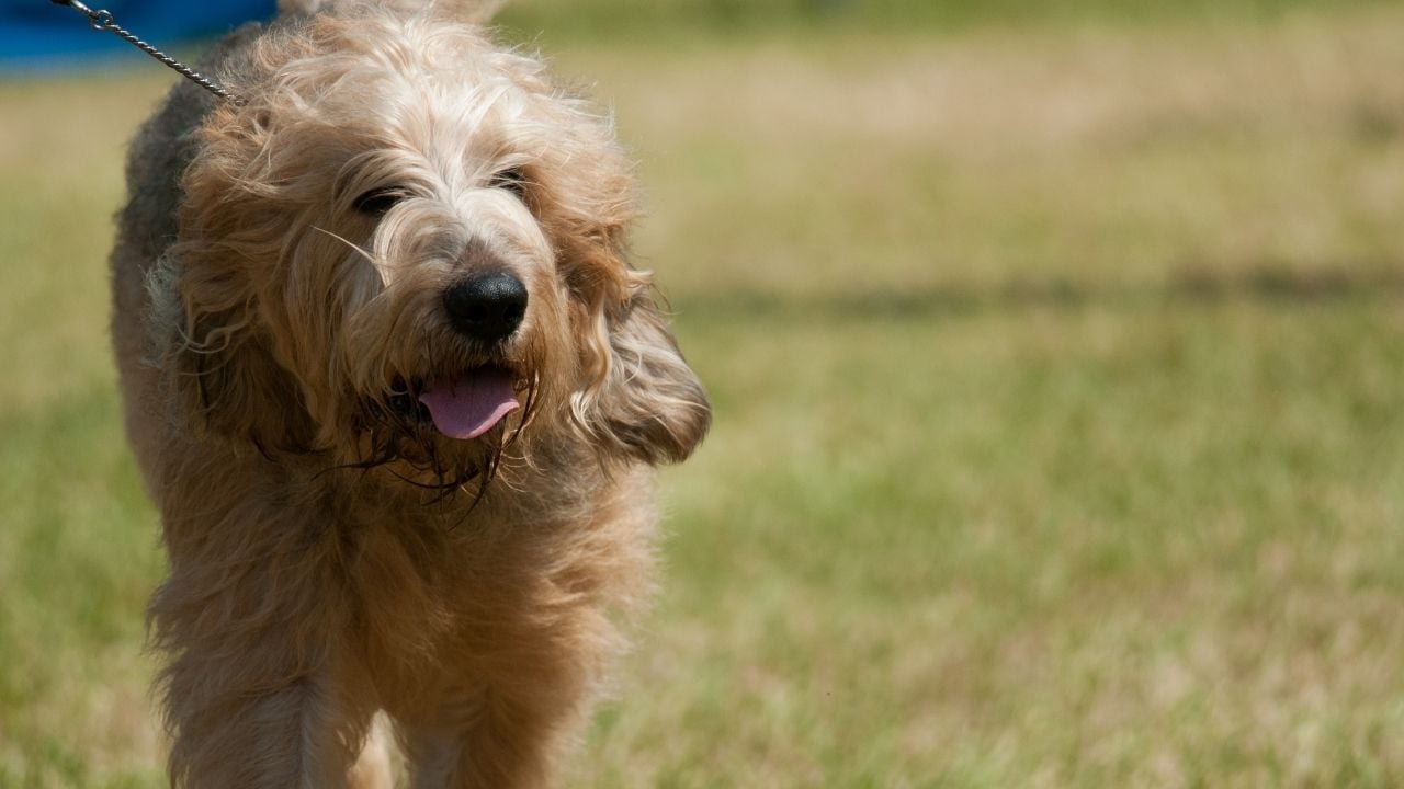 Otterhound