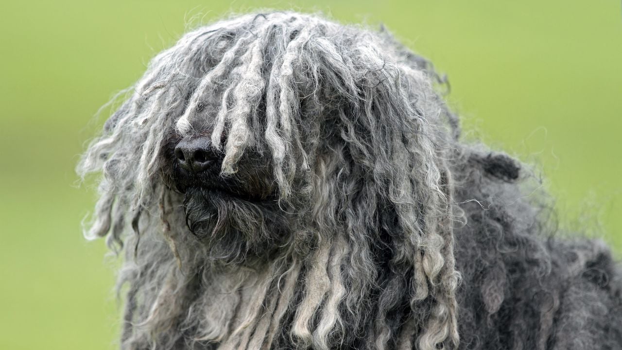 Puli köpek