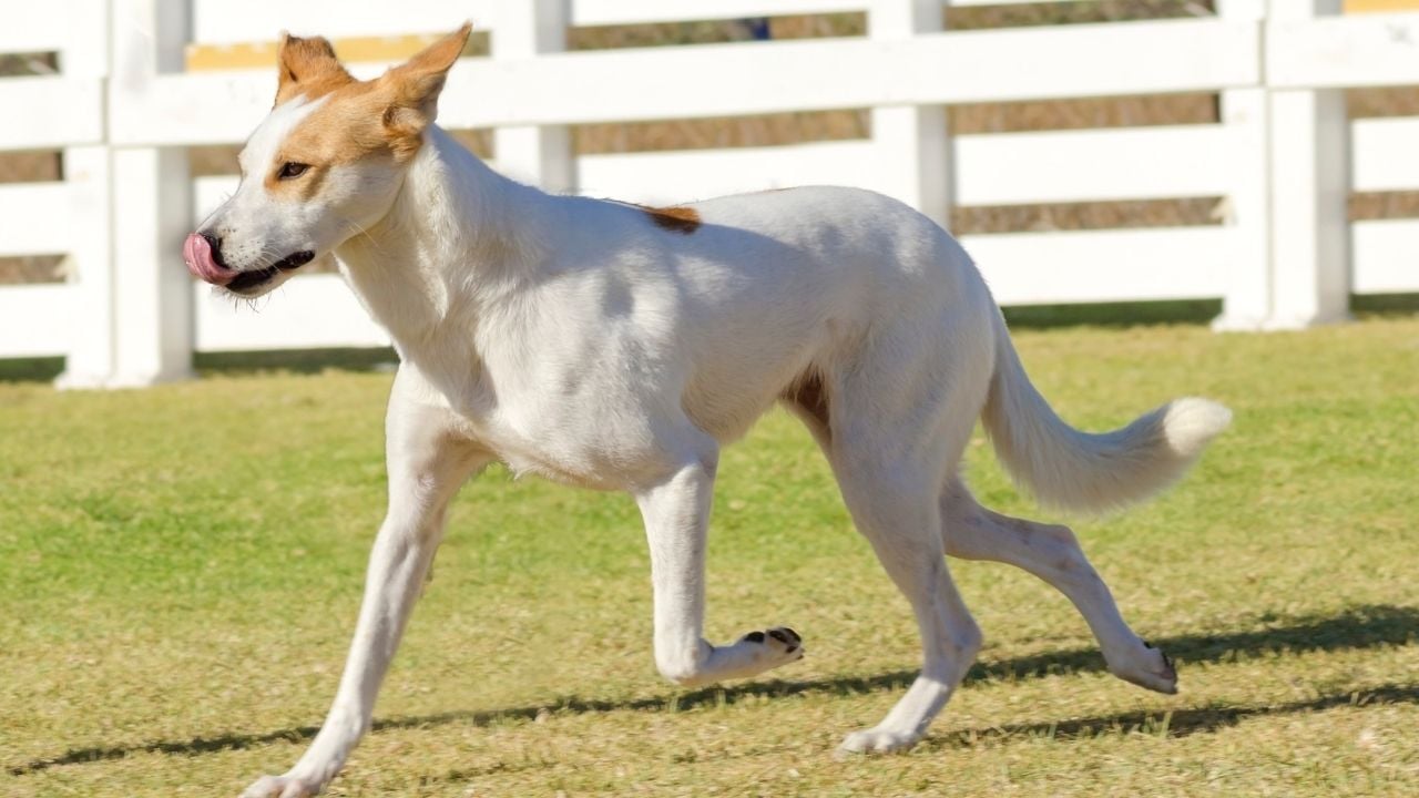 Canaan Köpeği