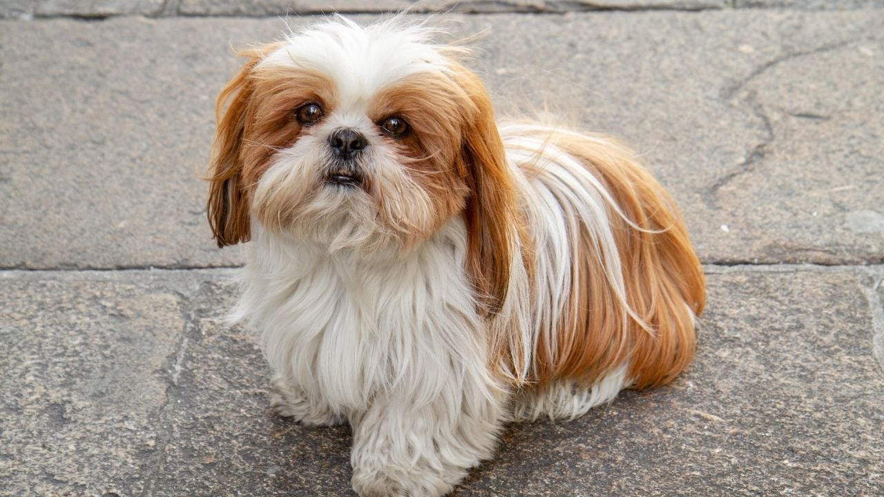 beyaz kahverengi Shih Tzu