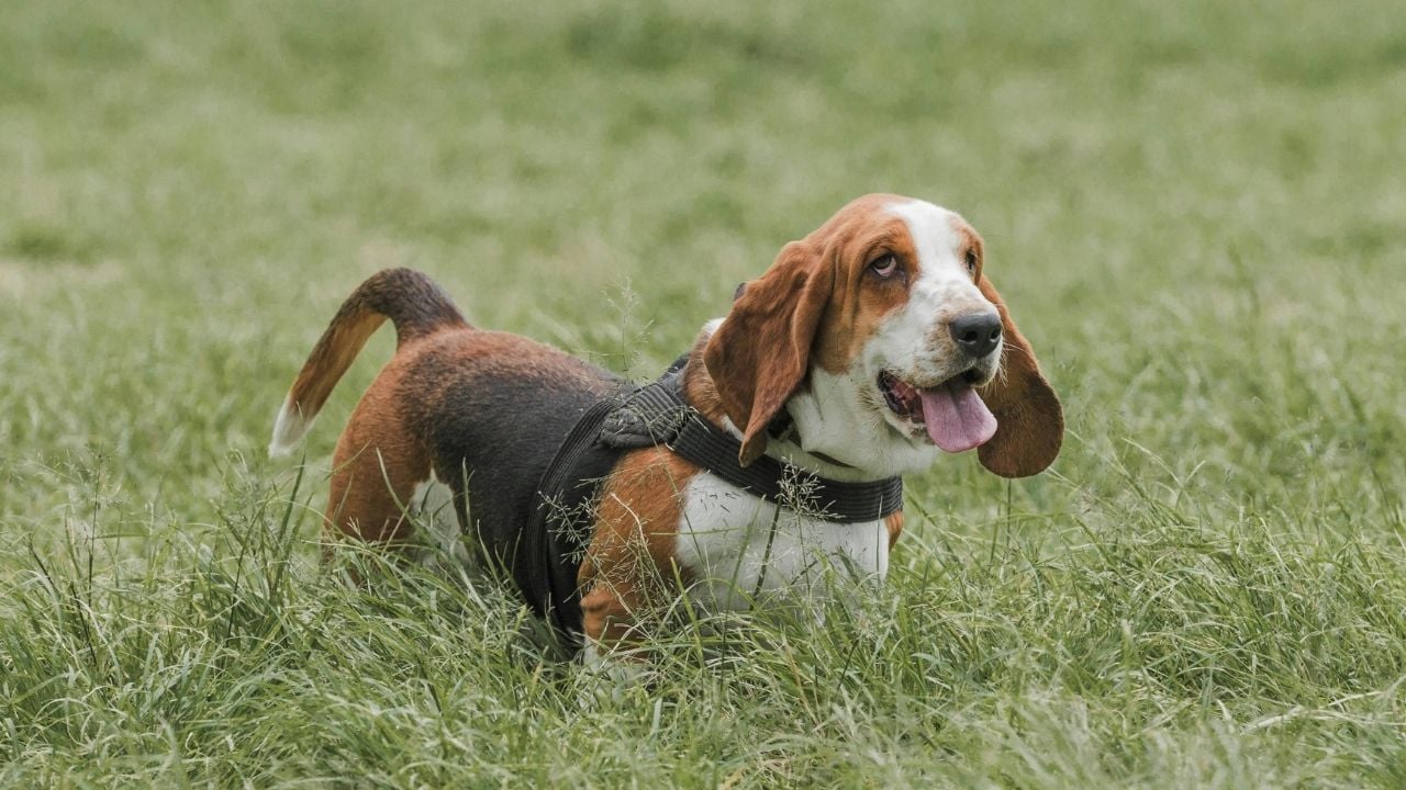 dili dışarıda Basset Hound