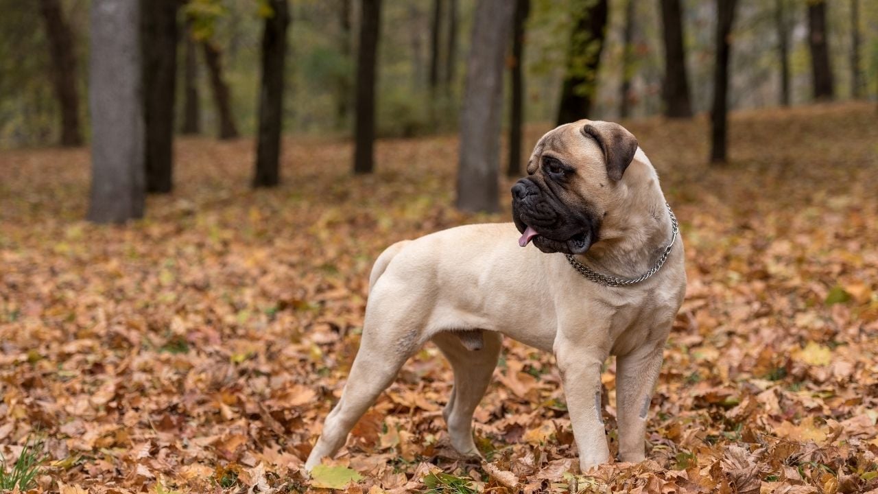 Mastif köpeklerden bullmastif