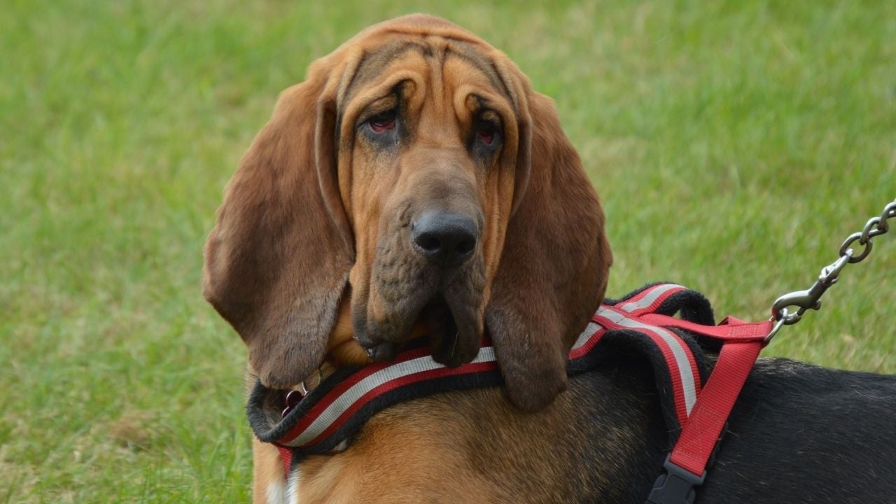 kahverengi Bloodhound