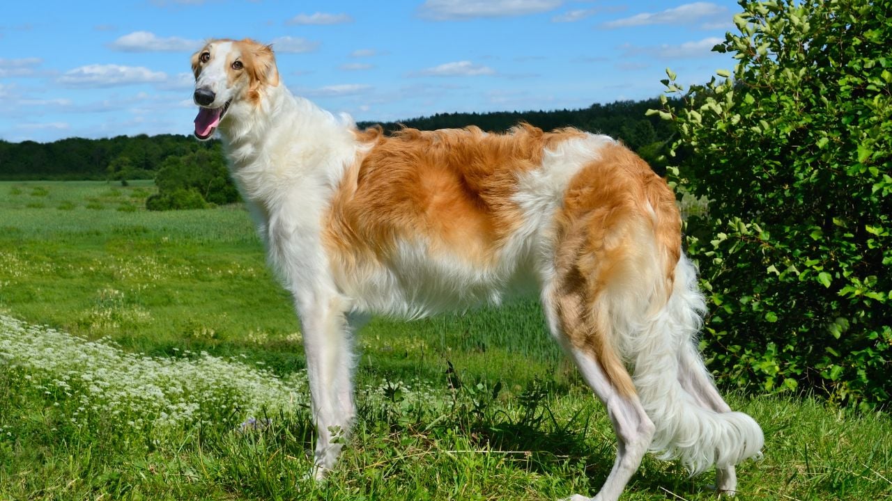 kahverengi desenli Borzoi