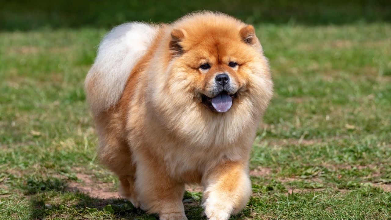 dili dışarıda Chow Chow