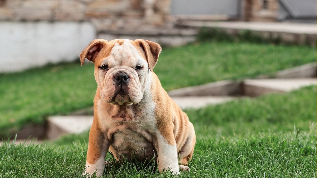 Bulldog oturuyor