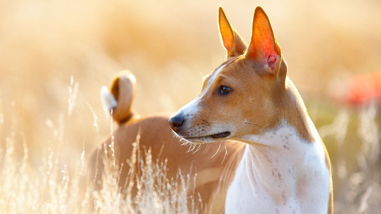 Basenji