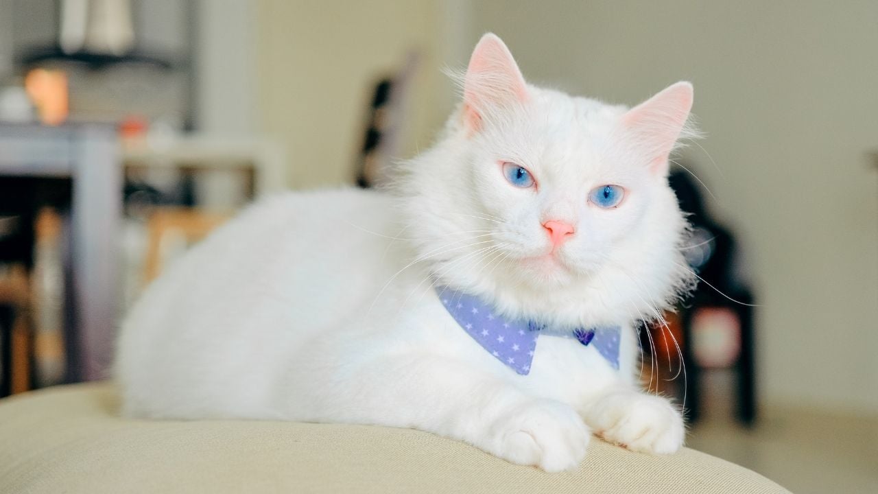 mavi gözlü beyaz bir kedi
