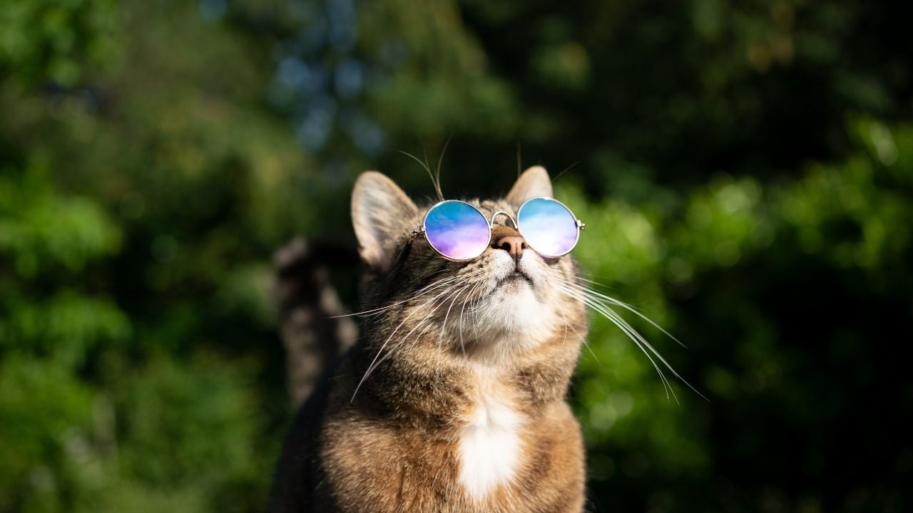 güneş gözlüklü kedi