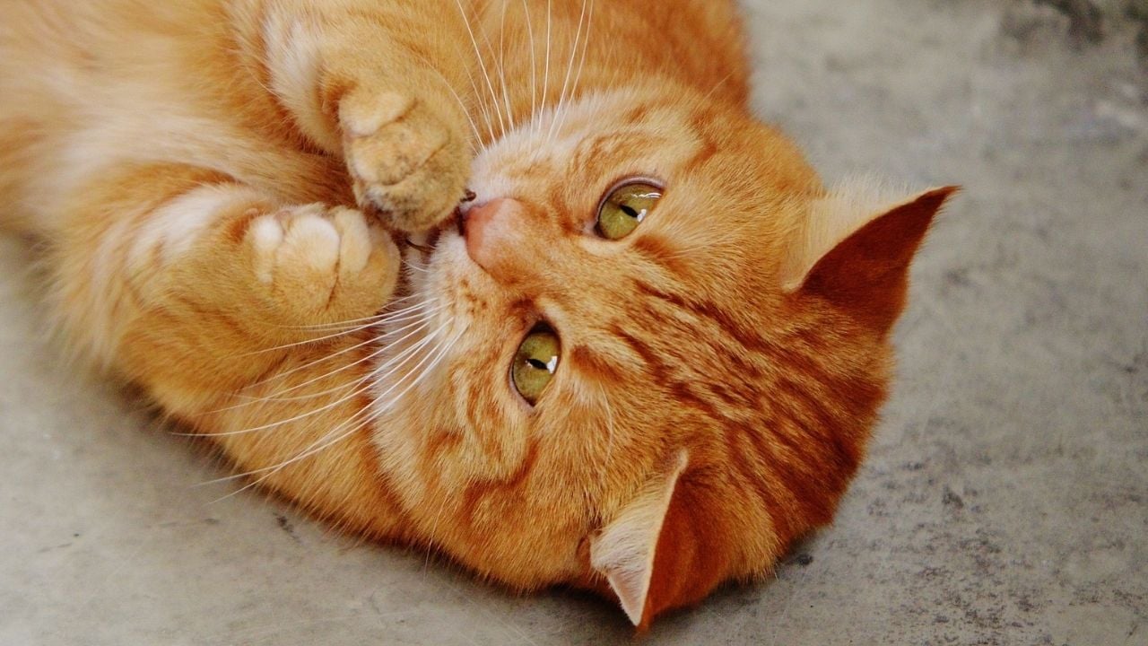 sarman kedi yerde yatıyor