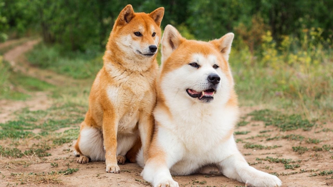 kızıl Akita