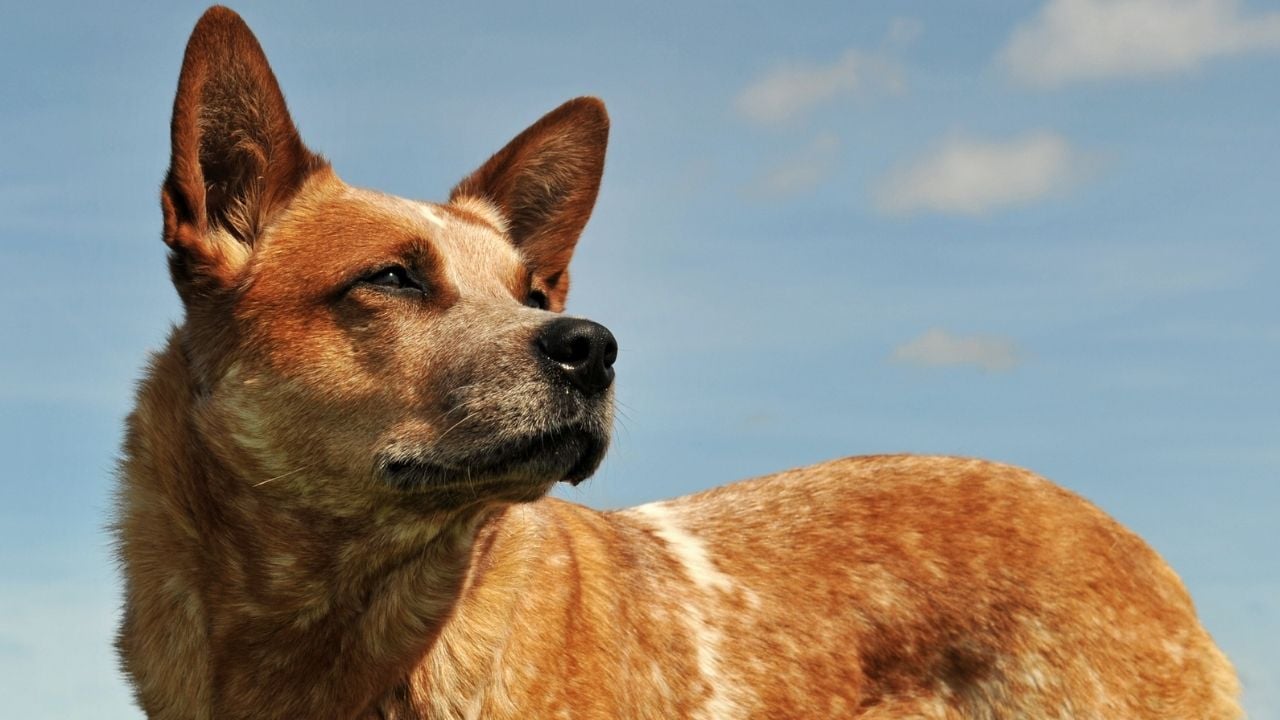 kızıl Avustralya Sığır Çobanı Köpeği
