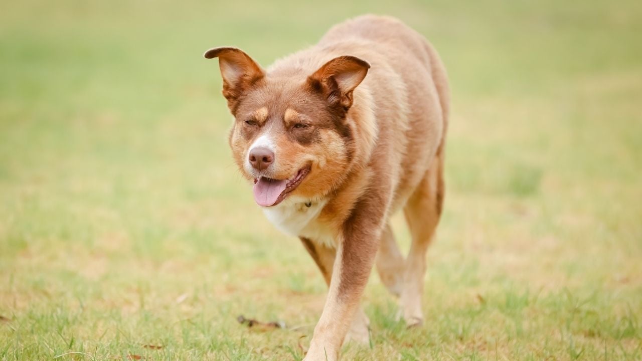 kızıl Avustralya Kelpie