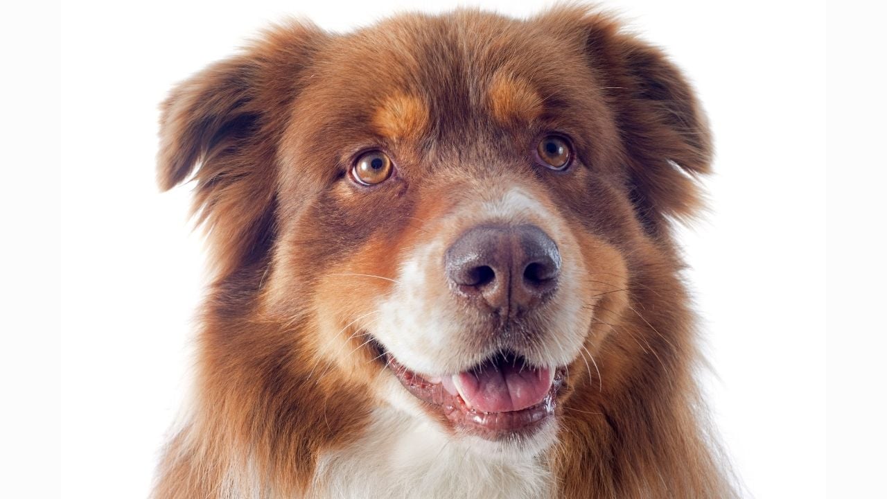 kızıl Avustralya Çoban Köpeği
