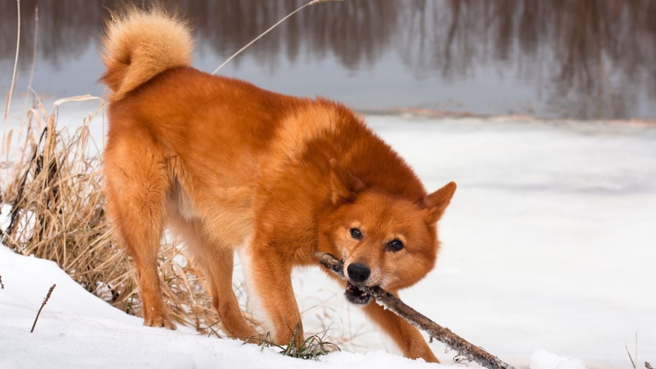 Fin Spitz