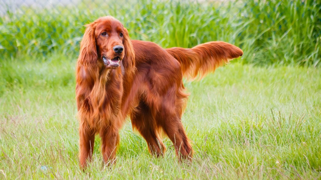 kızıl İrlanda Setter