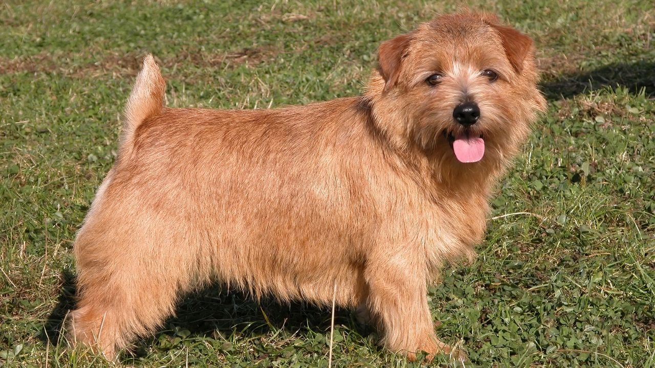 kızıl Norfolk Terrier