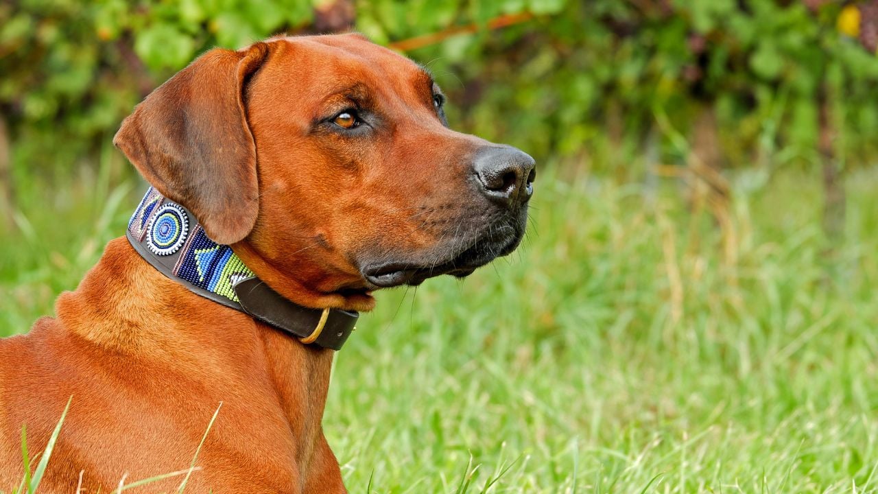 kızıl Rhodesian Ridgeback