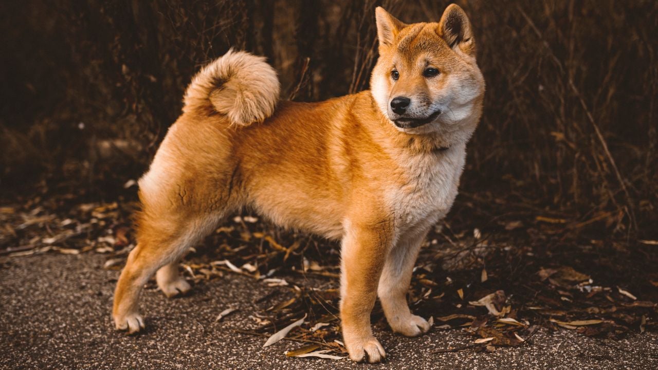 kızıl Shiba Inu