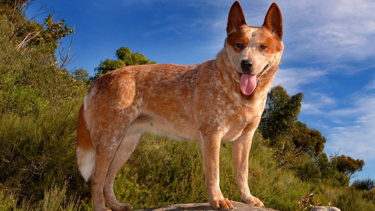 kızıl bir köpek taşta