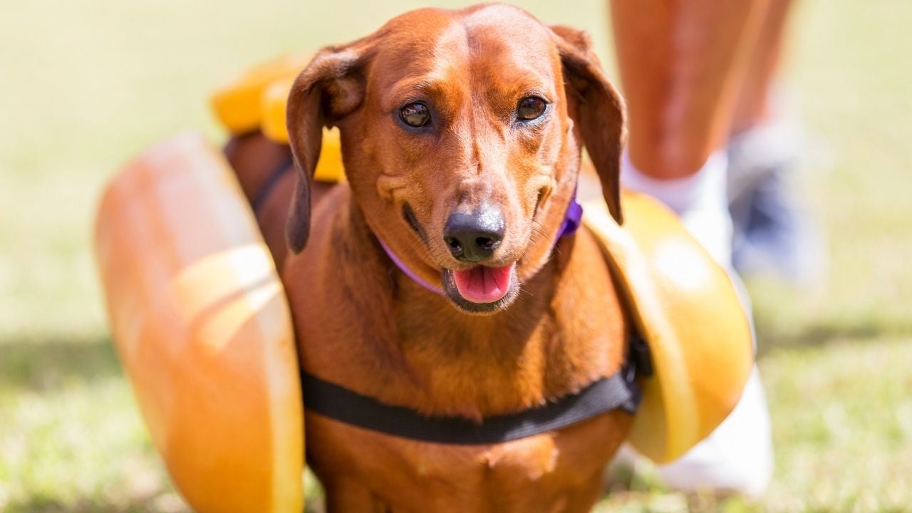 kızıl köpek koşuyor