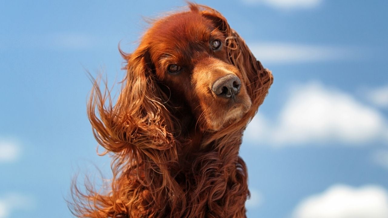 kızıl tüylü köpek ekrana bakıyor