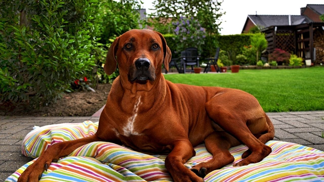 kızıl renkli köpek yastıkta yatıyor