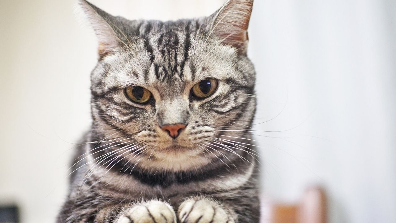 kısa tüylü kedi cinsi American Shorthair