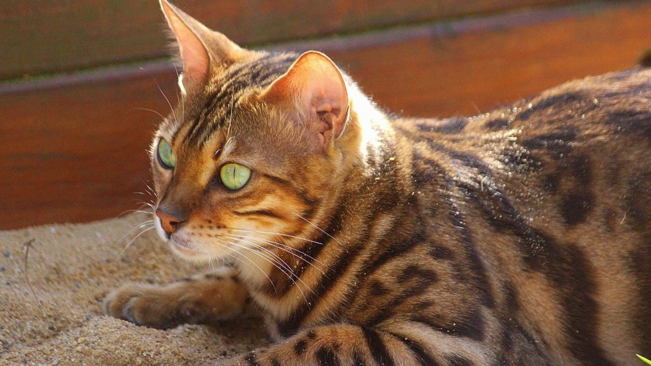 Bengal Kedisi yatıyor