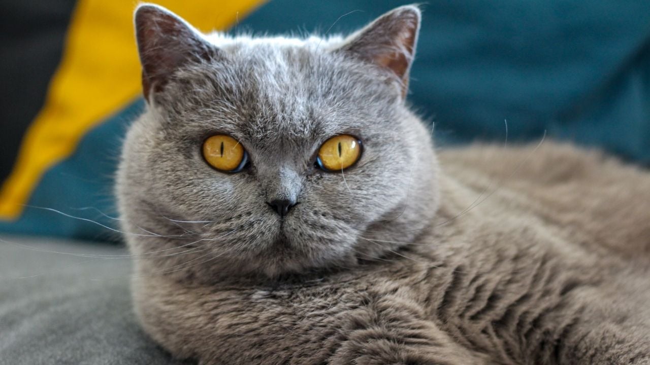 gri renk British Shorthair
