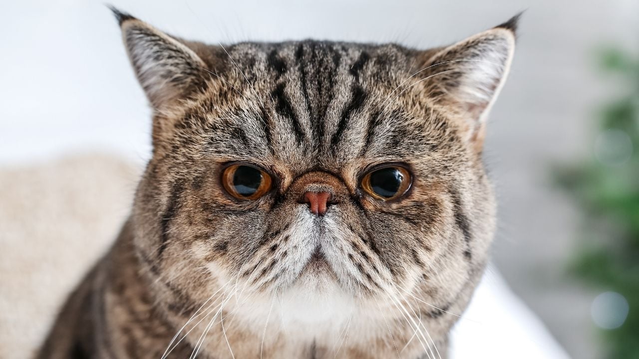 tekir desenli Exotic Shorthair