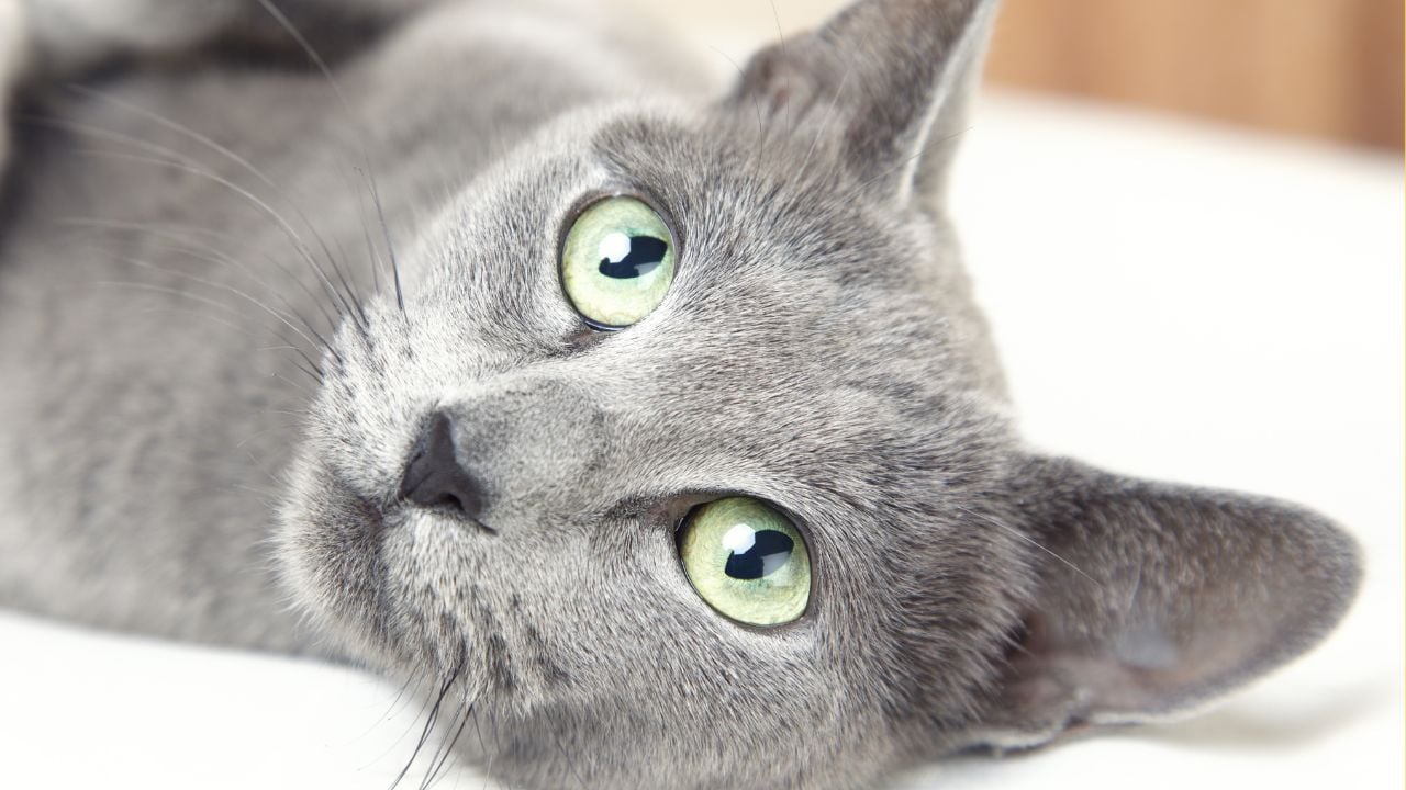 yeşil gözlü Russian Blue