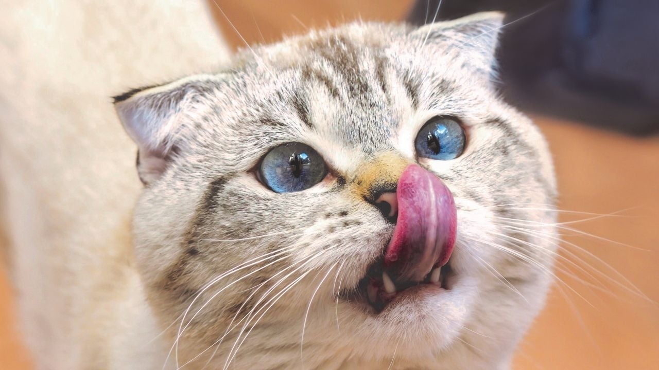 kedi burnunu yalıyor