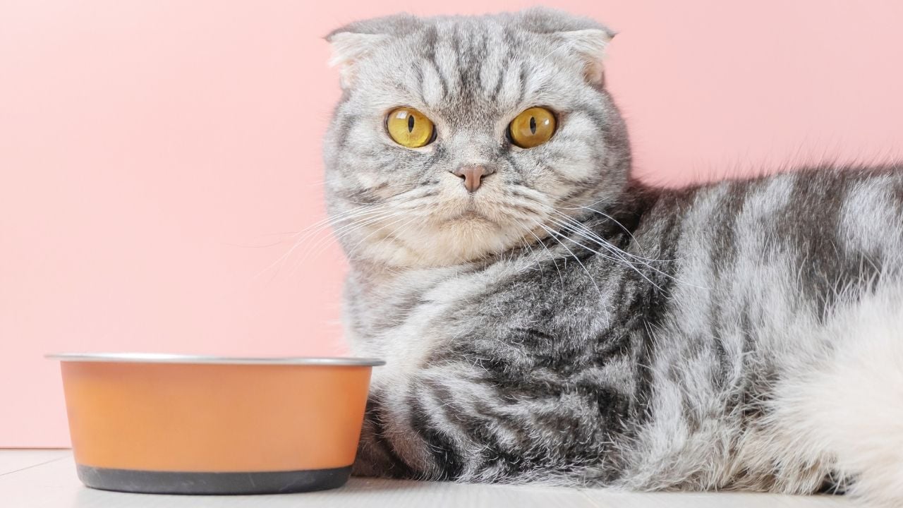 kedi ve mama kabı