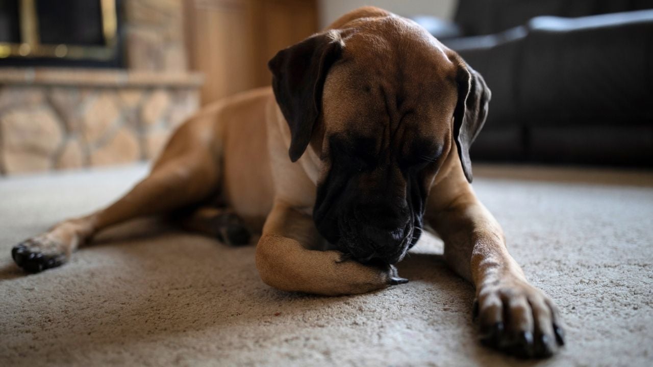 köpek patisini yalıyor