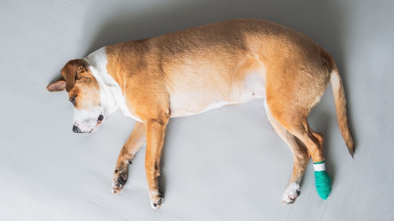 patisi yaralanmış bir köpek