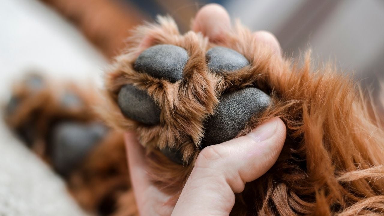 bir el köpeğin patisini tutuyor