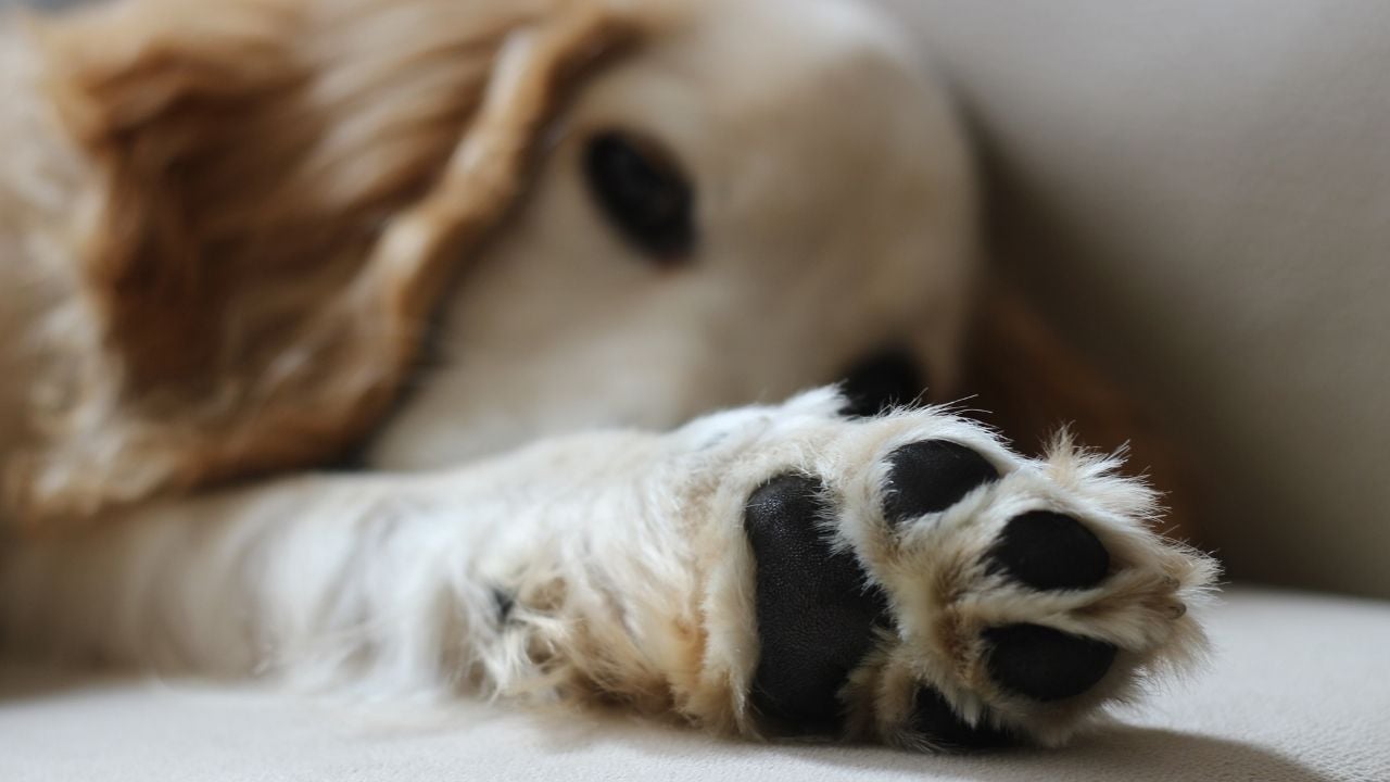 beyaz köpek ve patisi
