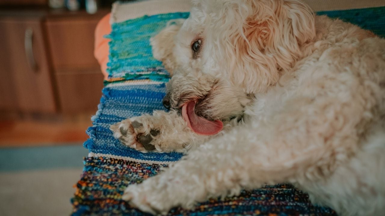 sevimli köpek patisini yalıyor
