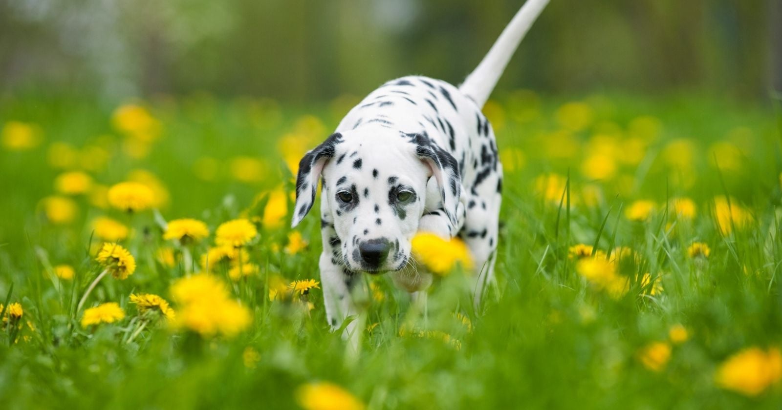 dalmaçyalı köpek çiçekler arasında