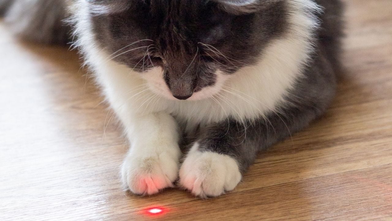 kedi lazer oyununa bakıyor