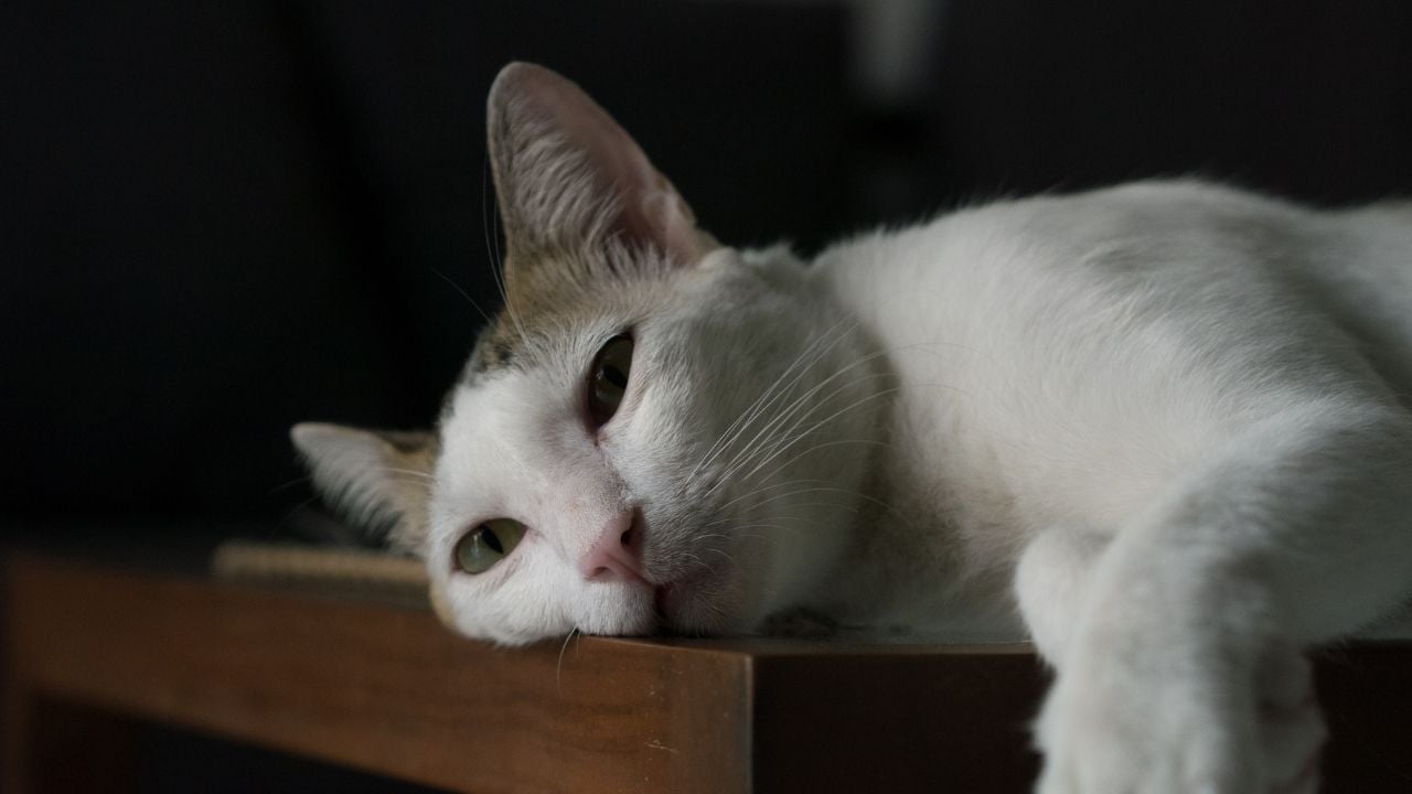 kedi üzgün şekilde yatıyor