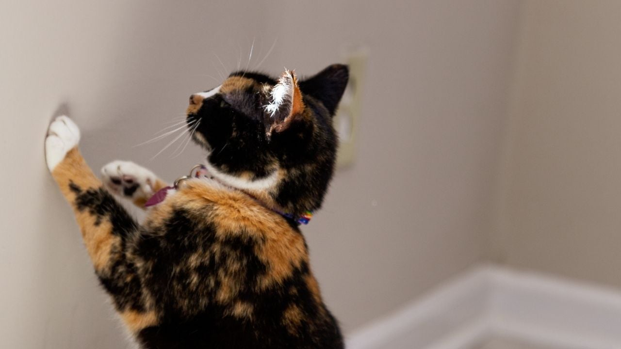 kedi duvarda lazerle oynuyor