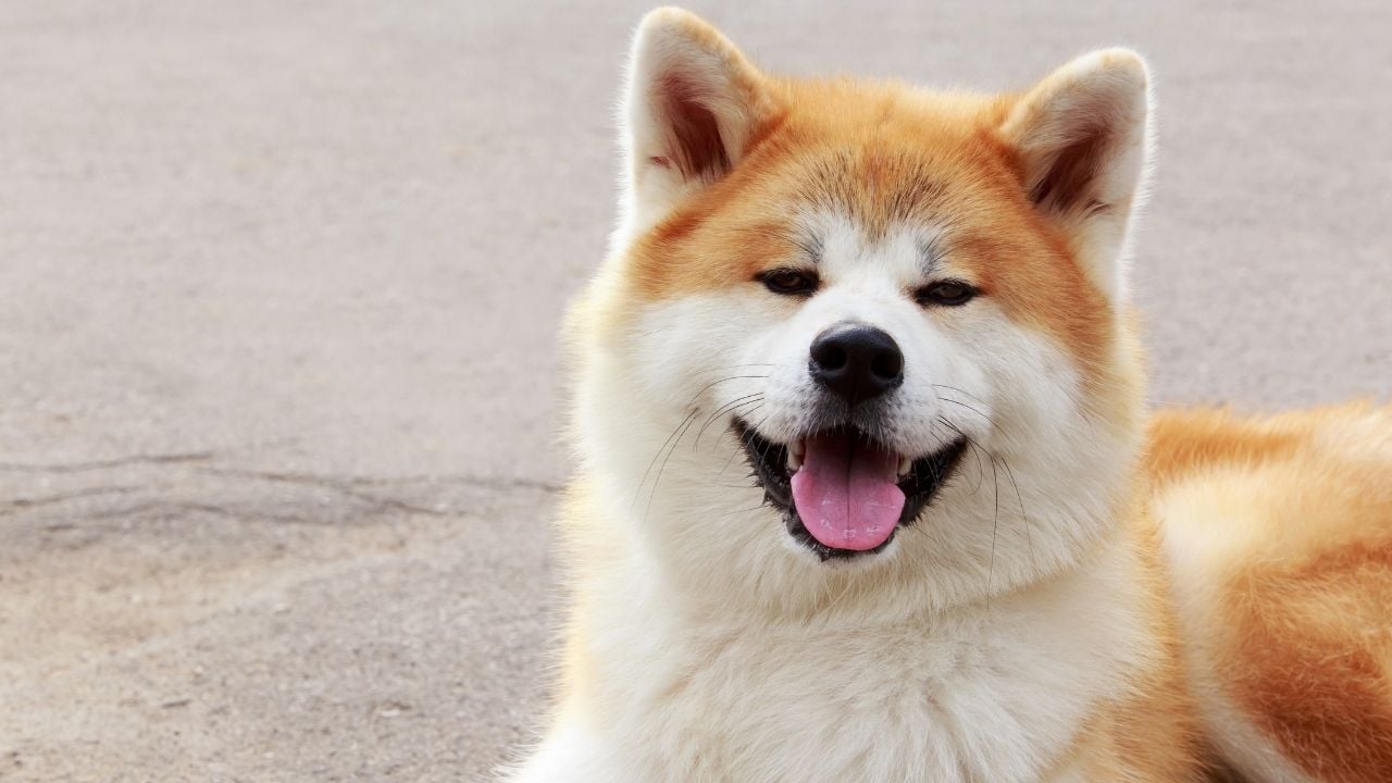 Akita köpek