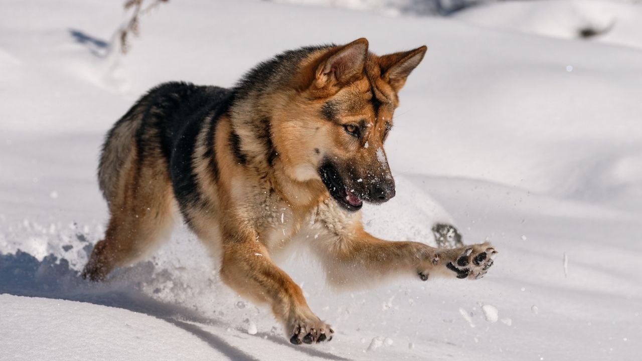 Alman Çoban Köpeği karda